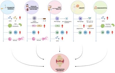 Modifiable risk factors linked to the development of rheumatoid arthritis: evidence, immunological mechanisms and prevention